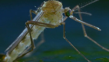 Птицы Птицы-2: Путешествие на край земли Микрокосмос Коллекционное издание (4 DVD) Формат: 4 DVD (PAL) (Box set) Дистрибьютор: CP Digital Региональный код: 5 Субтитры: Русский Звуковые дорожки: Русский инфо 5430h.